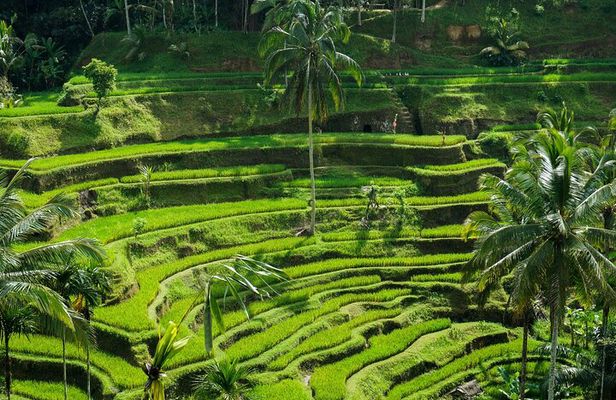 Bali: Amazing Ubud waterfall, Penglipuran village, & Tirta Empul 