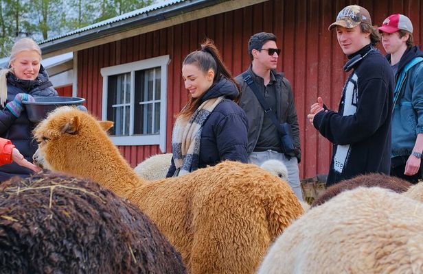 HELSINKI: Alpaca Walk Tour (VIP service)