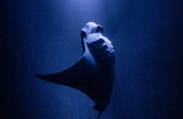 One Tank Manta Night Dive and Snorkel