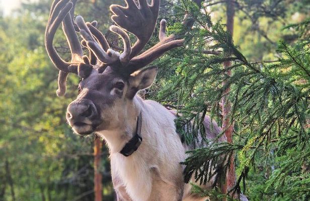 Private Reindeer Feeding & Kota Fire from Helsinki