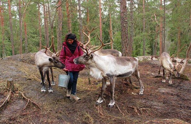 PRIVATE Authentic Reindeer Experience Helsinki 