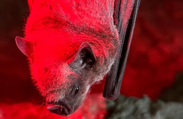 Cave, Bats and Boas Night Tour - Puerto Rico