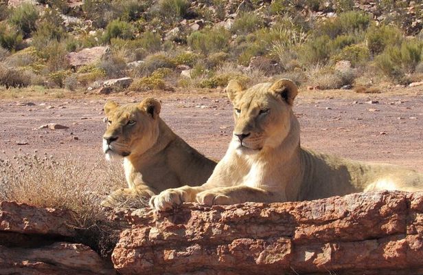 Exclusive Big5 Safari Aquila Game Reserve 