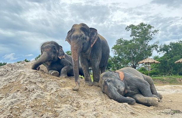 Phuket: Elephant Nature Walk - Guided Tour with Transport