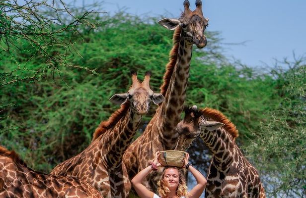 Serval Wildlife Safari, Materuni Waterfall Hike and Coffee Tour