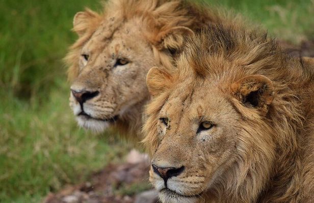 3-Day Fly-In Safari to the Iconic Serengeti