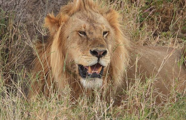 1 Full-Day Safari Adventure in Tarangire National Park