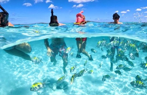 Nassau: 3 islands Pigs,Turtles,Snorkel & Beach Club with lunch