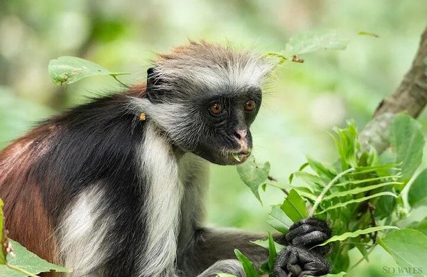 Zanzibar : jozani forest and sea turtles sanctuary tour