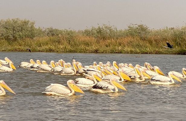 2-Days Thies, St Louis and Djoudj Park or “Langue de Barbarie" Safari from Dakar