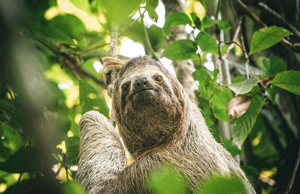 Wildlife & Waterways: Jaguar Rescue & Tortuguero Canals Tour