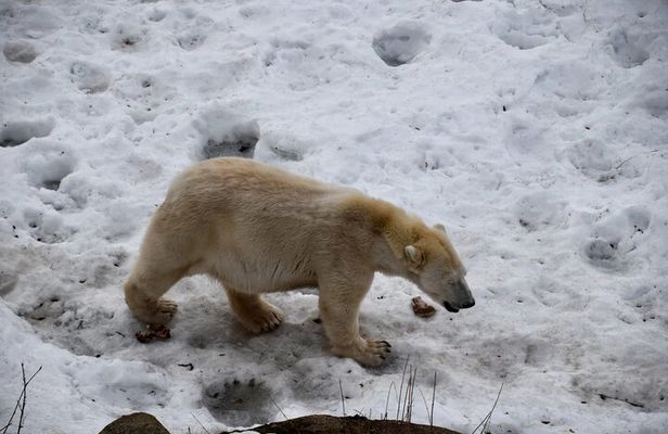 Ranua Zoo: Explore the Arctic Wildlife with Buffet Lunch
