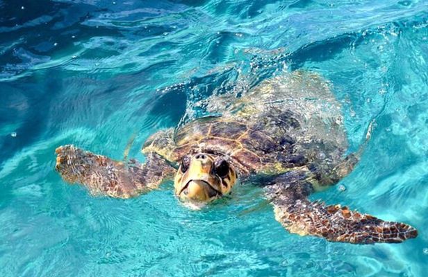 Zakynthos Cruise to Marathonisi, Keri Caves & Turtle Spotting