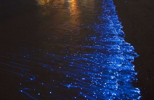 CLEAR BOTTOM KAYAKS Tour in Bioluminescent, Mosquito Bay