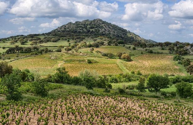 Wine tasting in Mamoiada Cannonau from historic vineyards