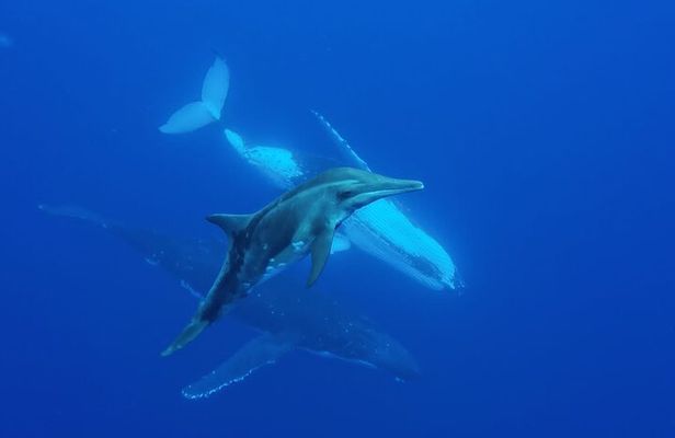 Shared whale watching tour TAHITI