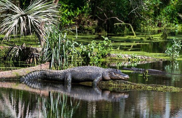 Private Everglades Eco Adventure: Airboats, Gators & Wild Florida