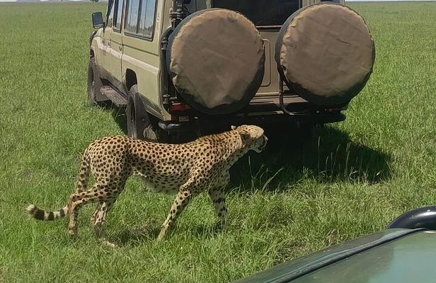 5-Days Masai Mara Lake Nakuru Naivasha Budget Safari