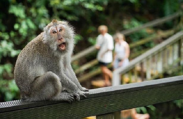Private Ubud Monkey Forest, Waterfall, Rice Terrace and Temple