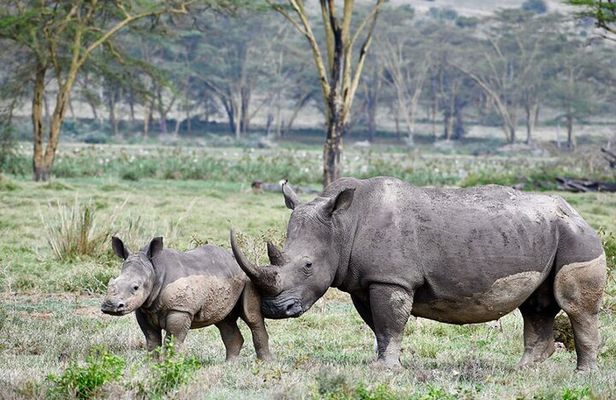 Thrilling 4 days of Masai Mara and Lake Nakuru safari
