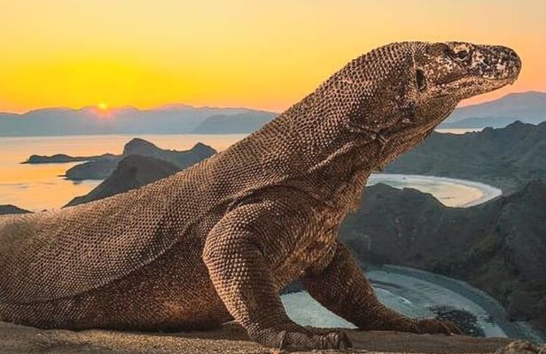 Komodo Island 2 Days 1 Night Tour with Flights from Bali