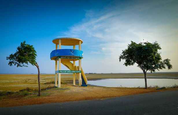 Birds & Beyond: Chennai to Pulicat Bird Sanctuary Day Tour