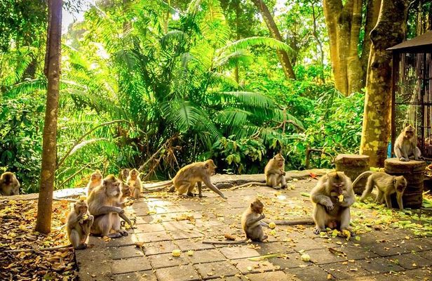 All-Inclusive Ubud Customized Private Tour