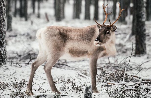 Wild Reindeers Safari + Lunch in Glass Igloo (private service)