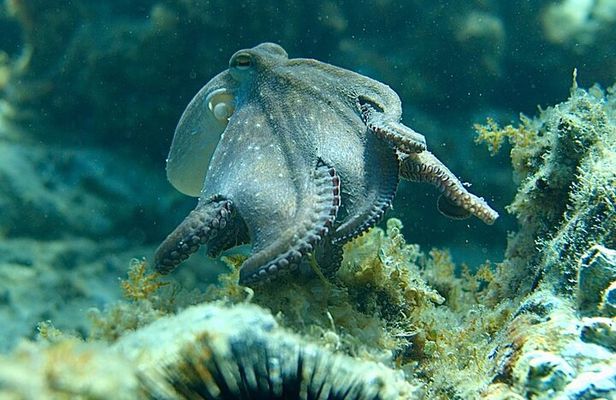 Barcelona Adventure: Costa Brava Hike & Snorkel