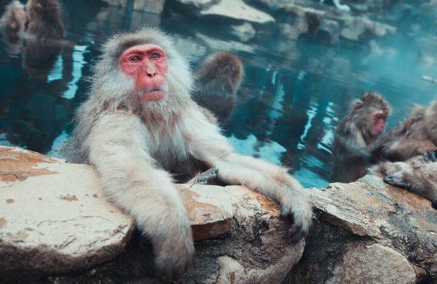 Private Luxury Day Tour to Nagano Snow Monkeys and Zenkoji Temple