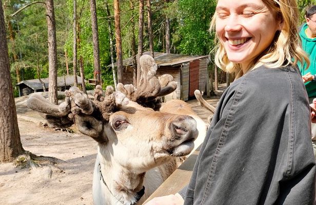 Authentic Reindeer Experience Near Helsinki (VIP)