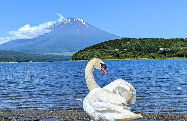 Mt. Fuji Signature 6 Scenic Spots One Day Tour from Tokyo