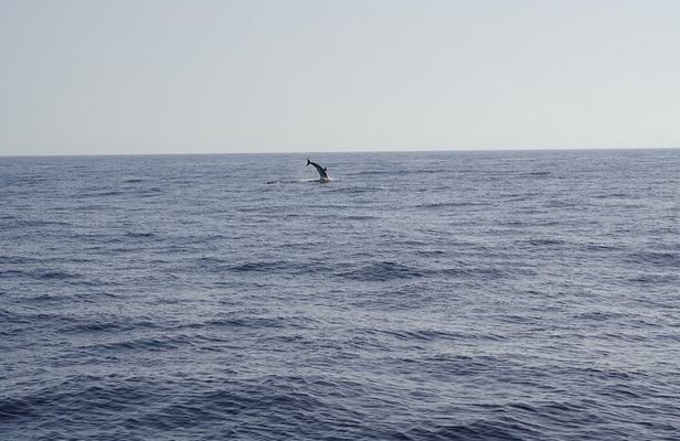 Gran Canaria Sunset Dolphin Watching Activity
