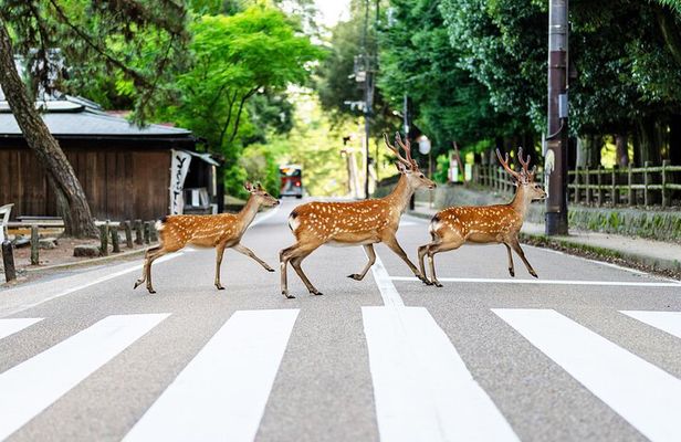 Super Express Nara & Kyoto Private 1-Day Tour from Tokyo 
