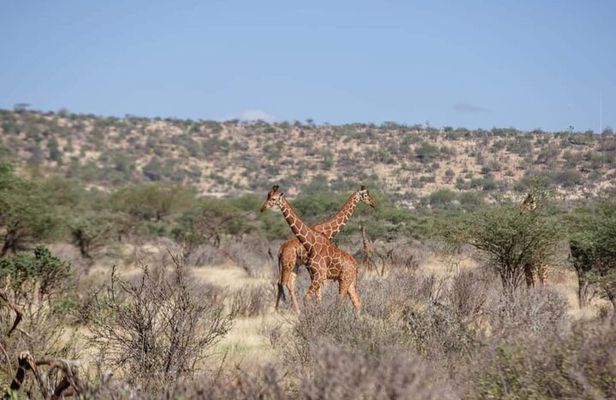 Two-Day Amboseli National Park Private Jeep Tour