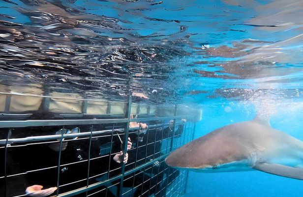 Shark Cage Diving and Viewing - Self drive