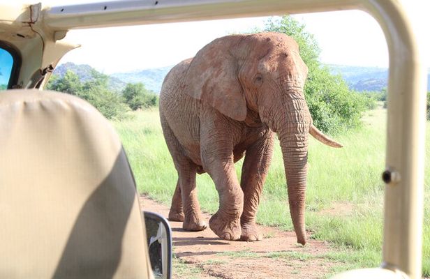 Pilanesberg National Park Big Five Safari Full Day Tour
