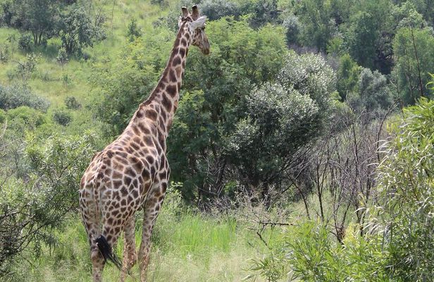 Pilanesberg National Park Big Five Safari Full Day Tour