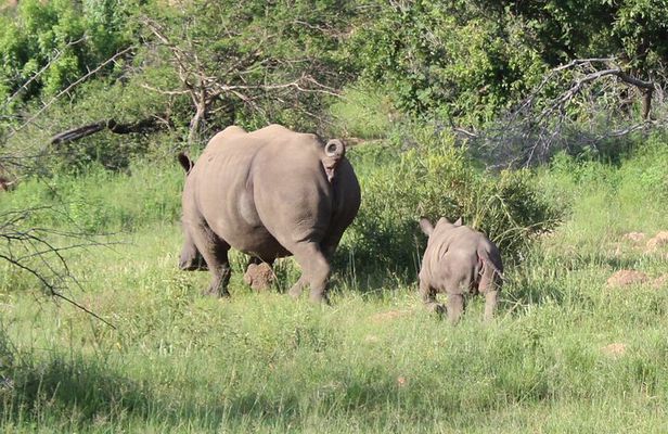 Pilanesberg National Park Big Five Safari Full Day Tour
