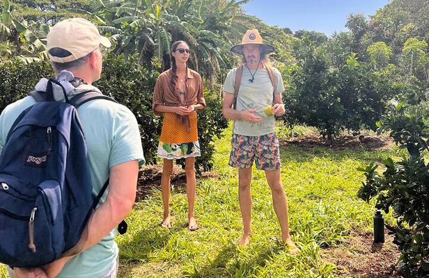 Pick and Taste Tropical Fruit