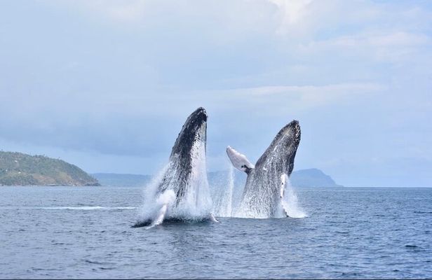 Whale watching more fell up