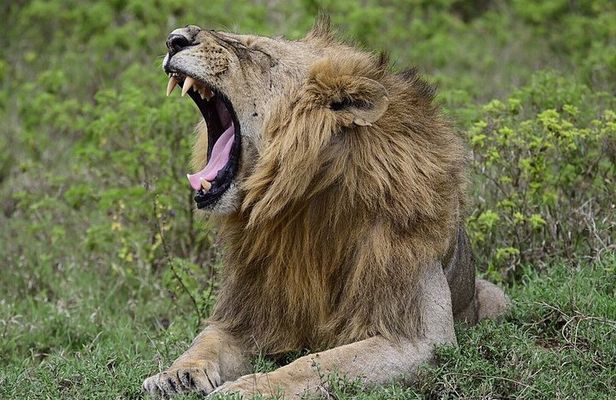 Nakuru National Park Day Trip from Nairobi