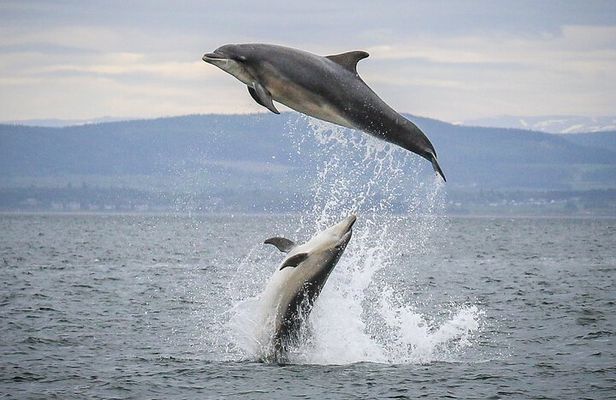 Wildlife Watching Boat Tour