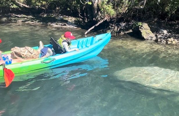 Crystal River: Tandem Kayak Rental to Three Sisters Springs