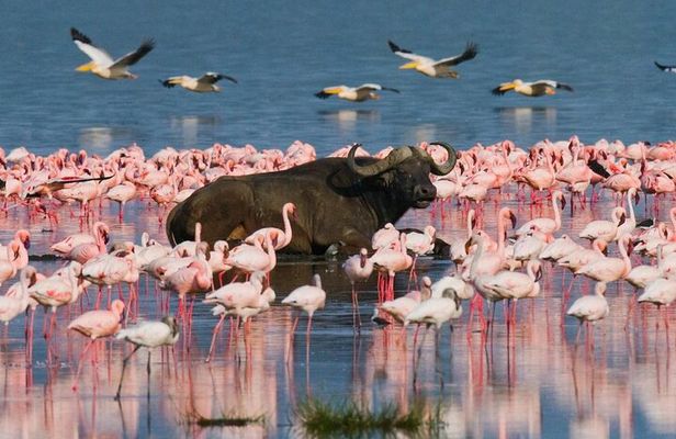 Private 4WD Lake Nakuru Day Tour from Nairobi