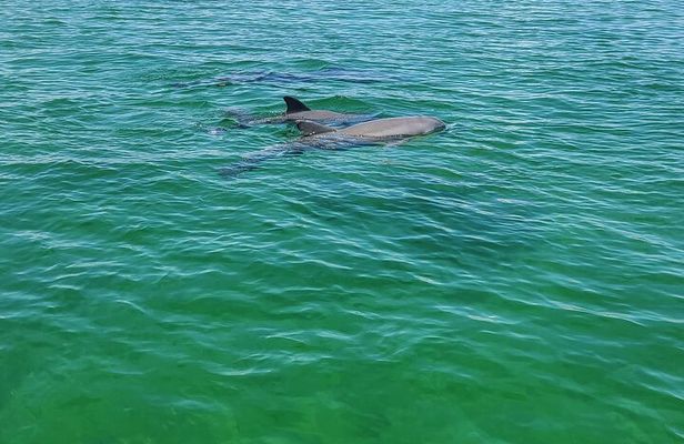 Private Dolphin Sightseeing Excursion
