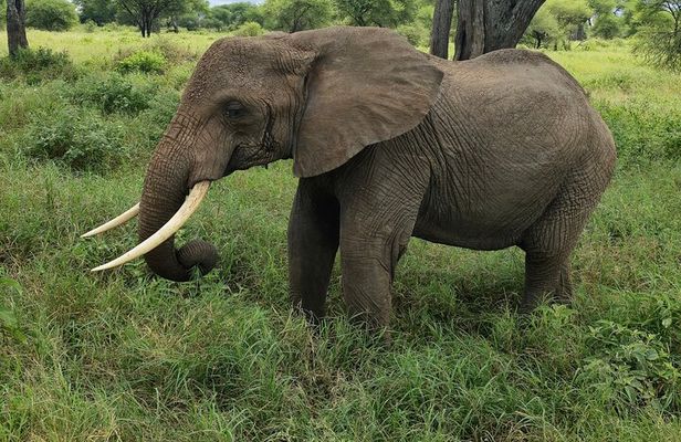 Thrilling Safari to Mikumi National Park and Masai Village