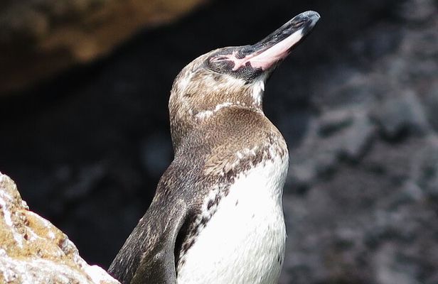 3 Islands in 4 Days: Galapagos Highlights - Wildlife & Snorkeling