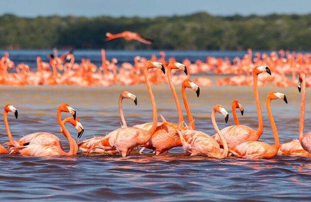 Rio Lizards and Las Coloradas Ecosafari Maya Natural Experience