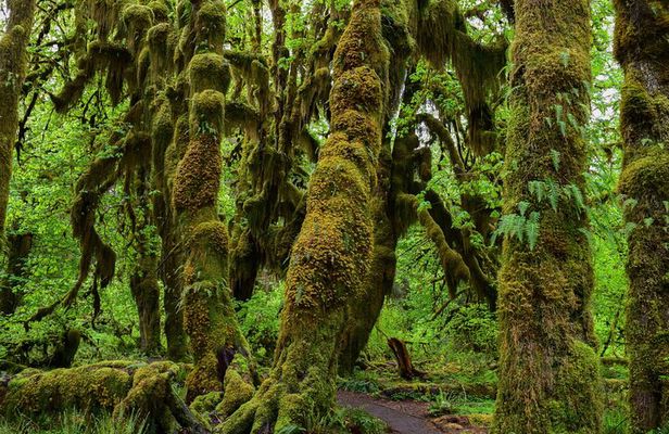 From Seattle Private Hoh Rain Forest and Rialto Beach Tour